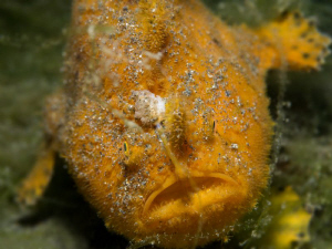 Antennarius hispidus (shaggy frogfish) by Alex Varani 